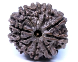 10 Mukhi